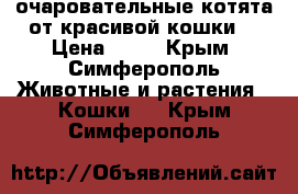 очаровательные котята от красивой кошки. › Цена ­ 10 - Крым, Симферополь Животные и растения » Кошки   . Крым,Симферополь